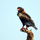 Bateleur