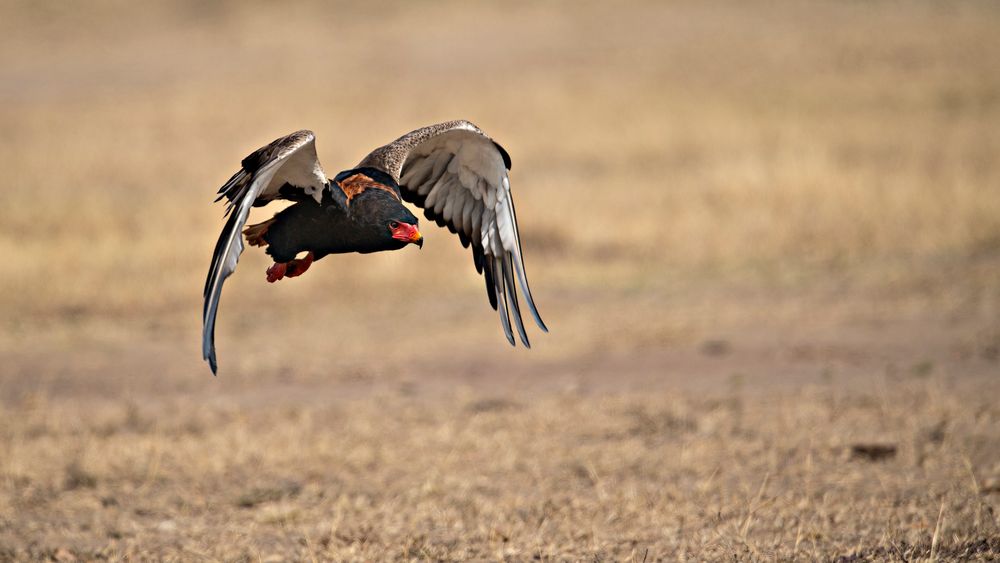 Bateleur