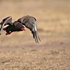 Bateleur