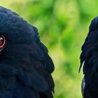 bateleur