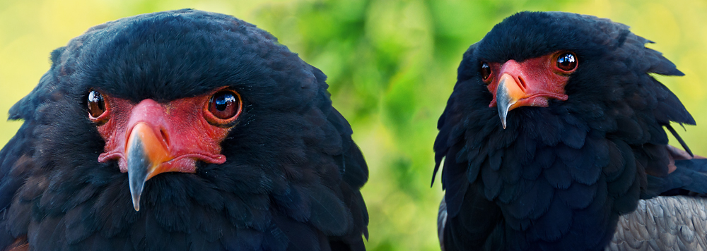 bateleur