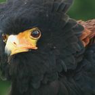 Bateleur Eagle 2 (colour)