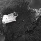 Bateleur Eagle