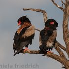 Bateleur Eagle