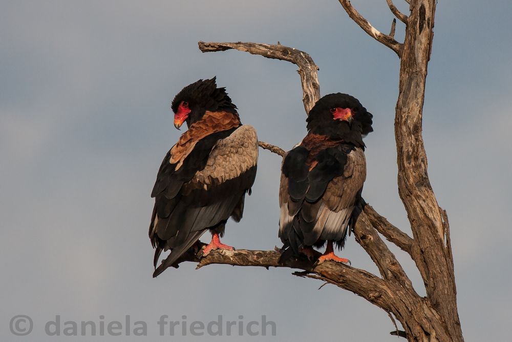 Bateleur Eagle