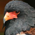 Bateleur eagle