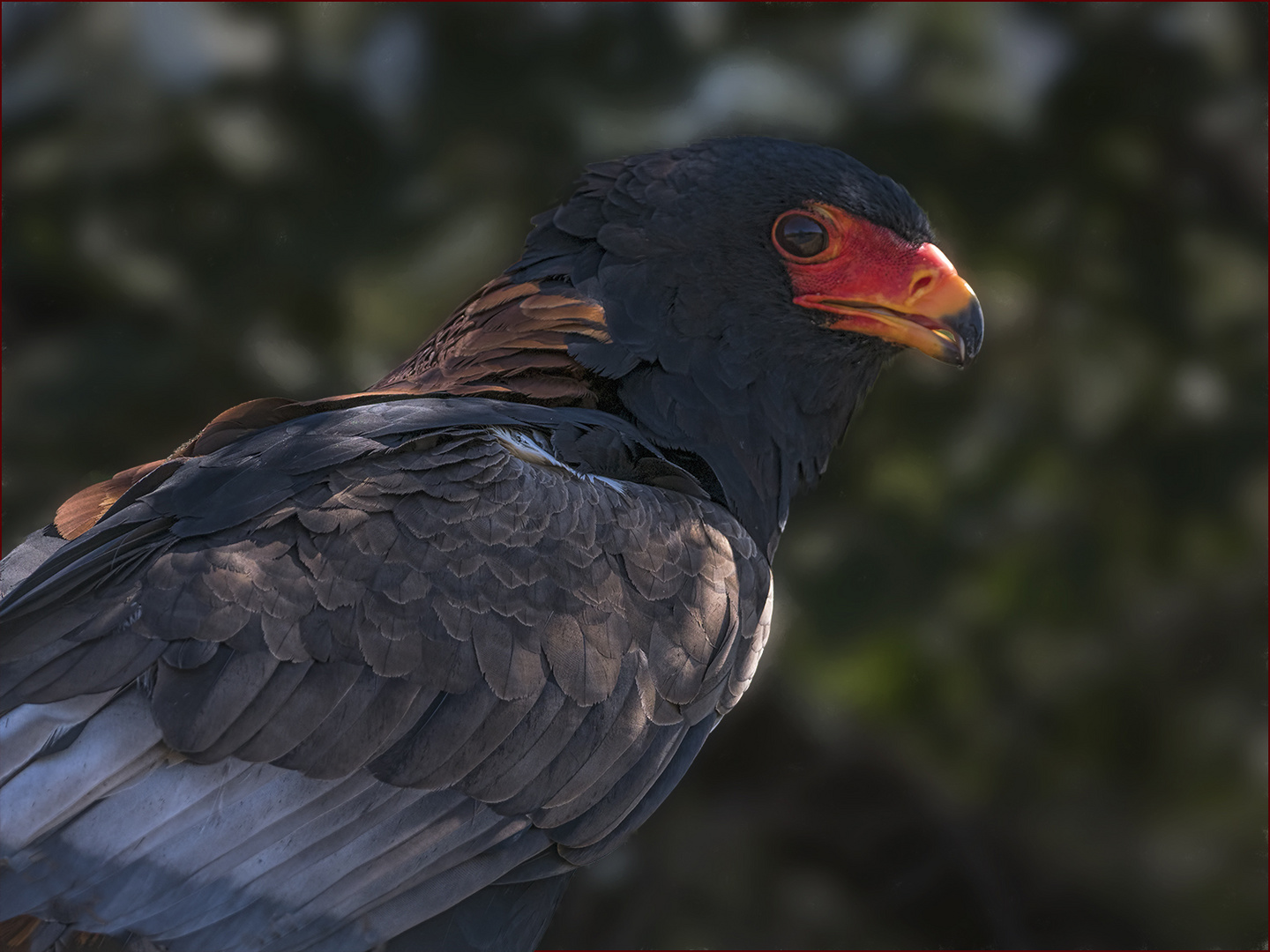 Bateleur Eagle (Gaukler Adler)
