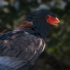 Bateleur Eagle (Gaukler Adler)