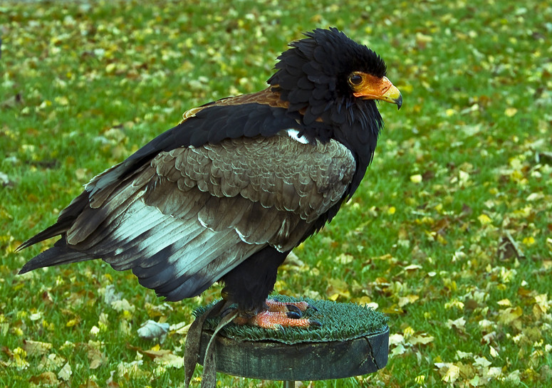 Bateleur Eagle (terathopius ecaudatus)