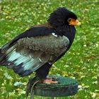 Bateleur Eagle (terathopius ecaudatus)