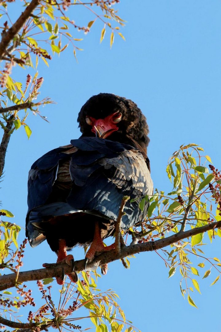 *Bateleur Eagle {Terathopius Ecaudatus}*