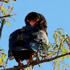 *Bateleur Eagle {Terathopius Ecaudatus}*