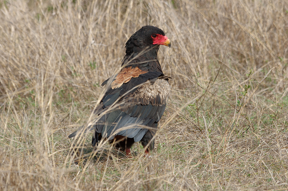 Bateleur (Terathopius ecaudatus)