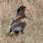 Bateleur (Terathopius ecaudatus)