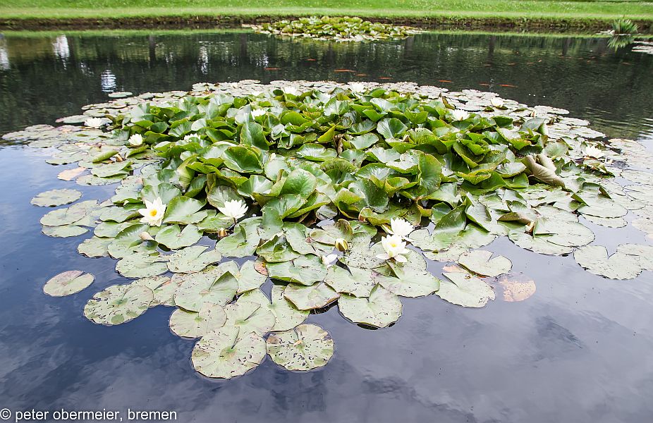 Bateman's waterlillies