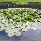 Bateman's waterlillies