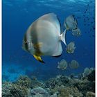 Batfish 2