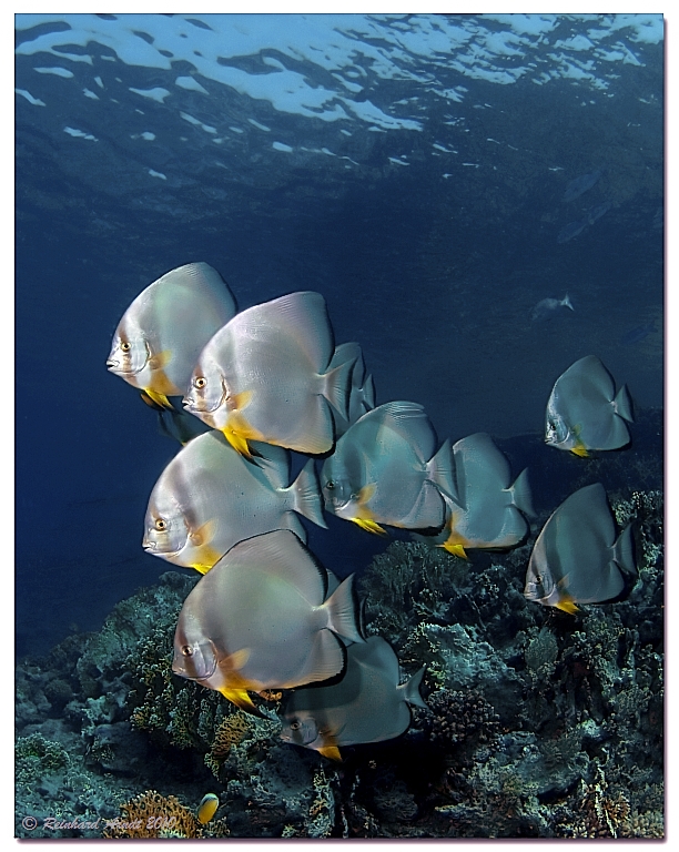 Batfish 3