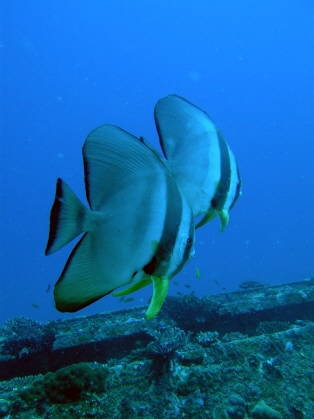 batfish