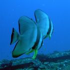 batfish