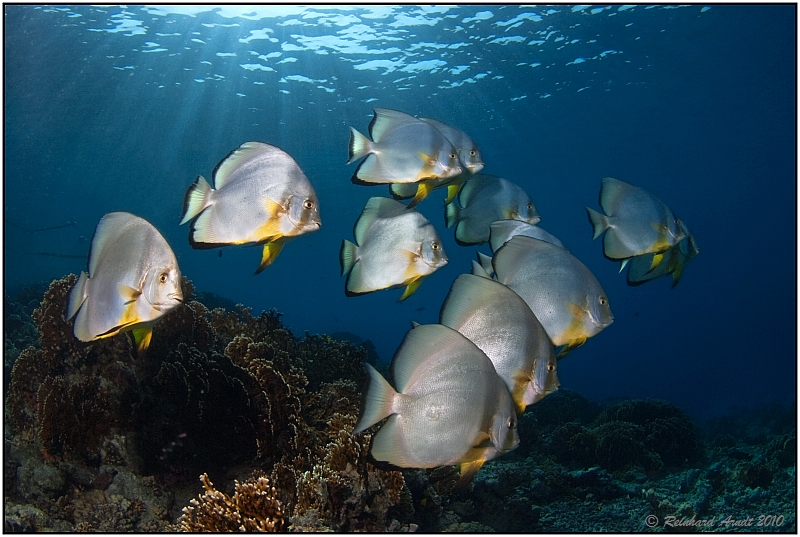 Batfish 5