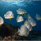 Batfish 5