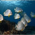 Batfish 5