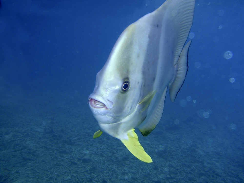 Batfish