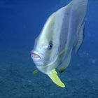 Batfish