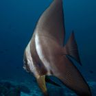 BATFISH