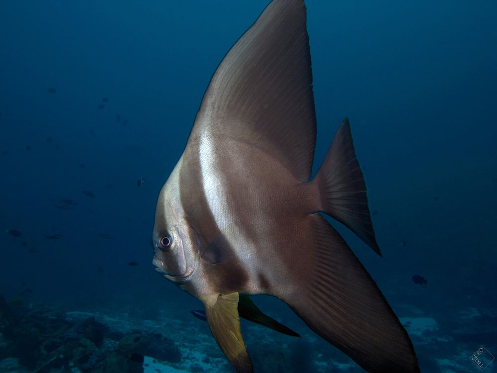 BATFISH