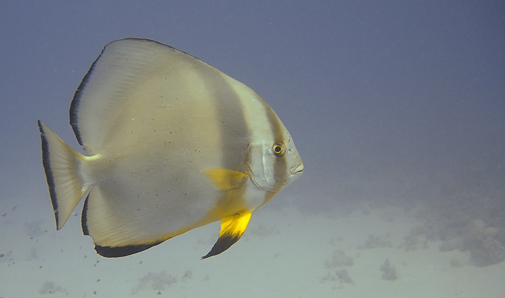 Batfish