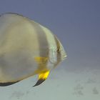 Batfish