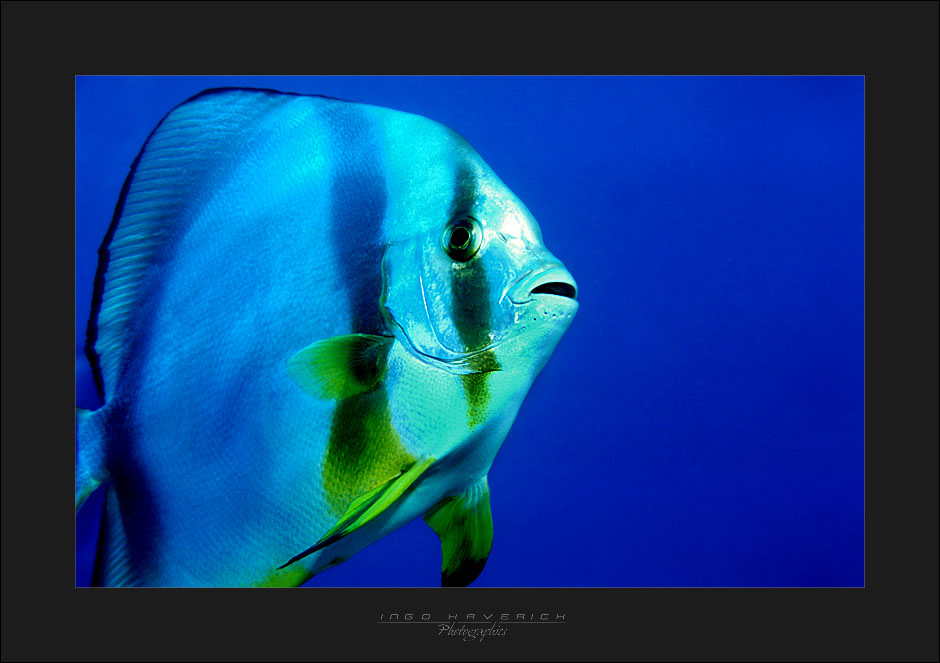 :: Batfish ::