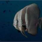 Batfish