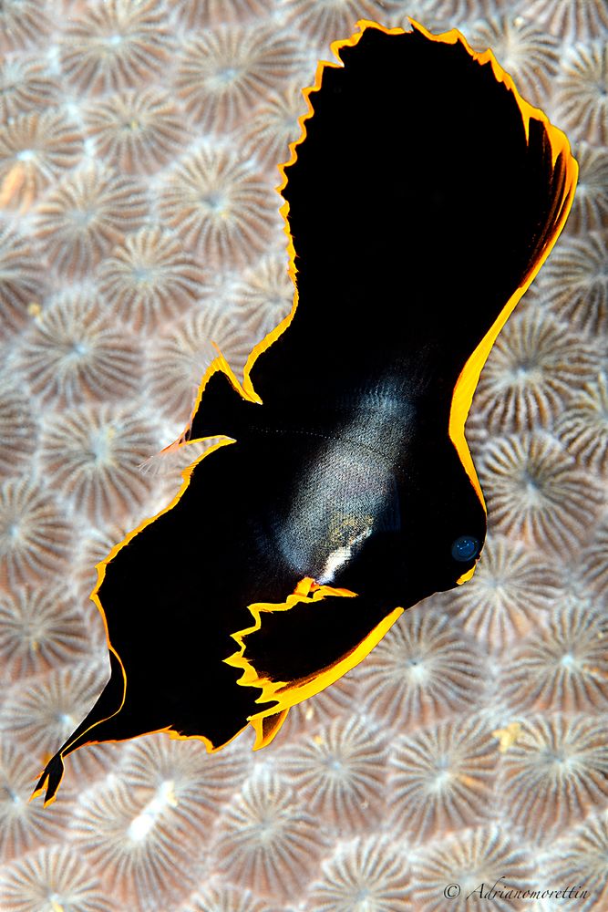 batfish juvenile (Platax pinnatus)