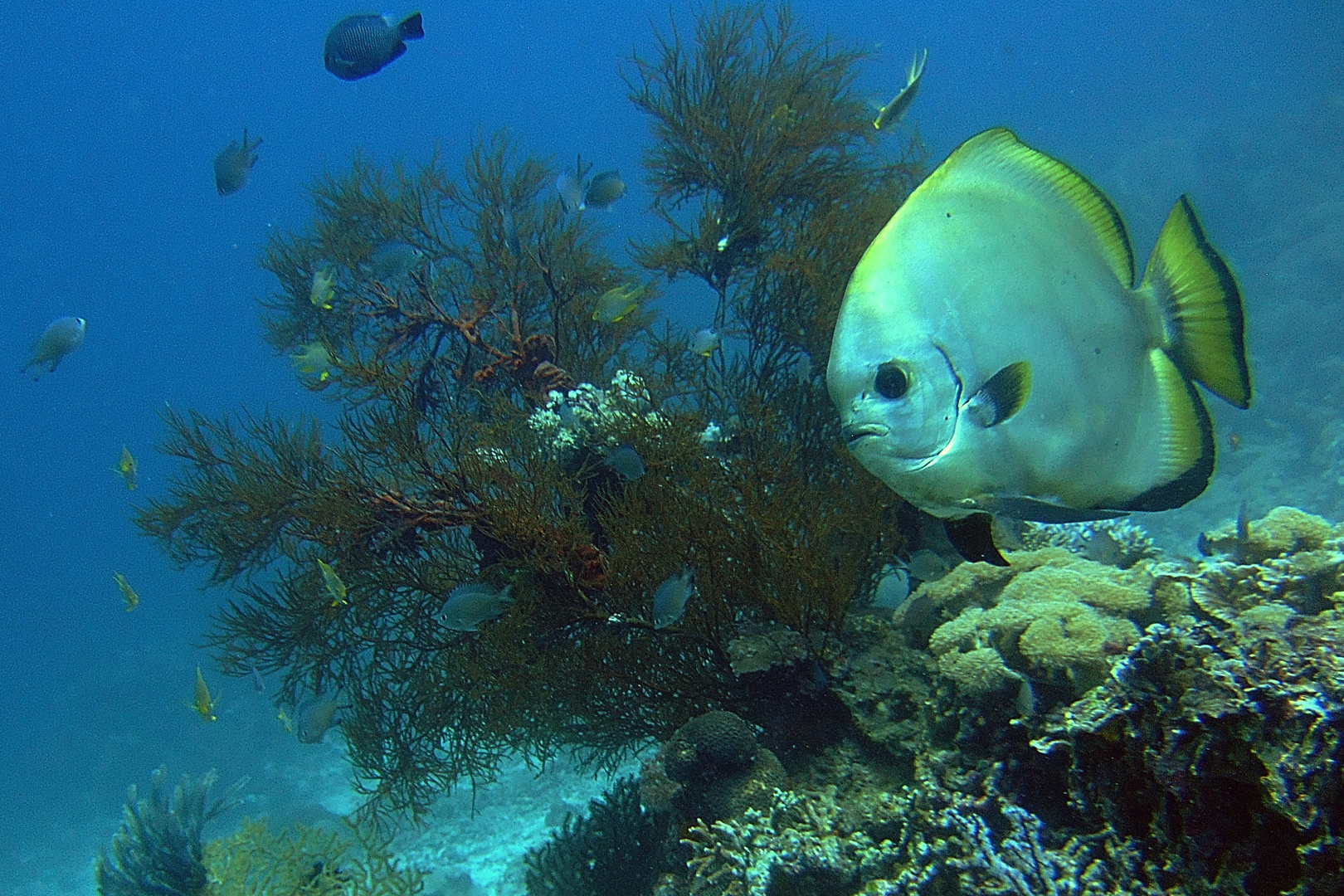 Batfish over the coral reef