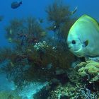 Batfish over the coral reef