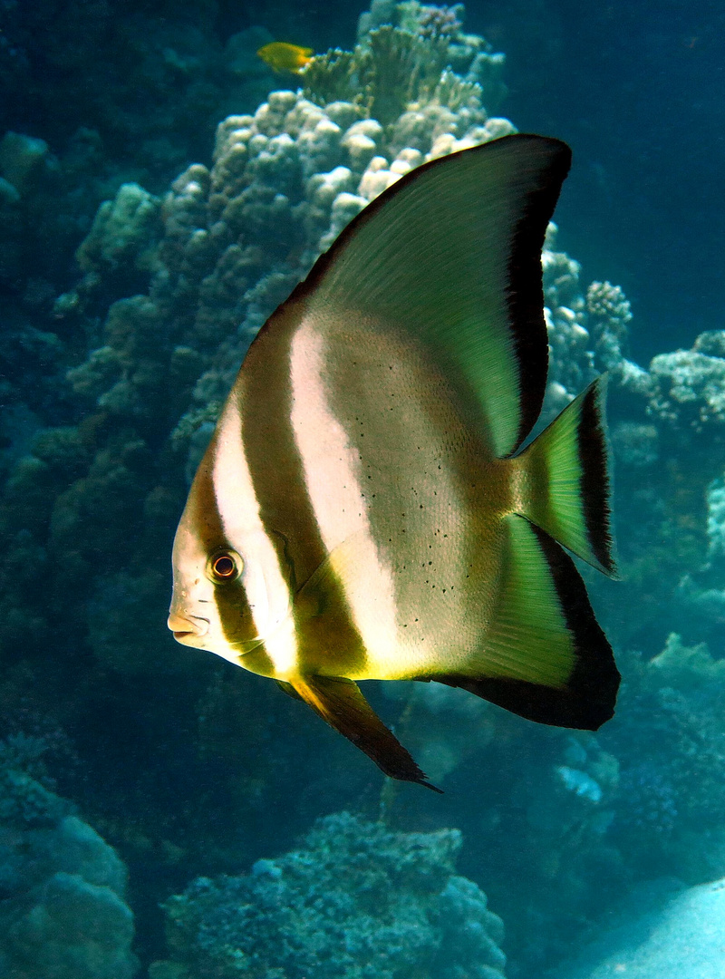 batfish portrait