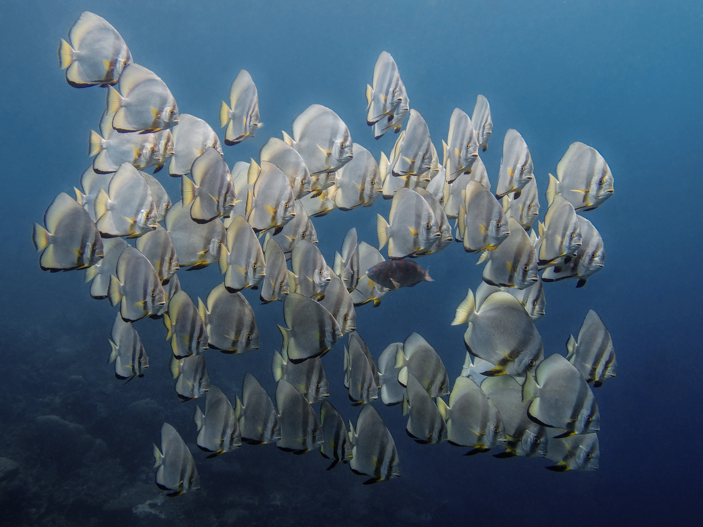 batfishes Cape Kri