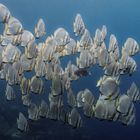 batfishes Cape Kri