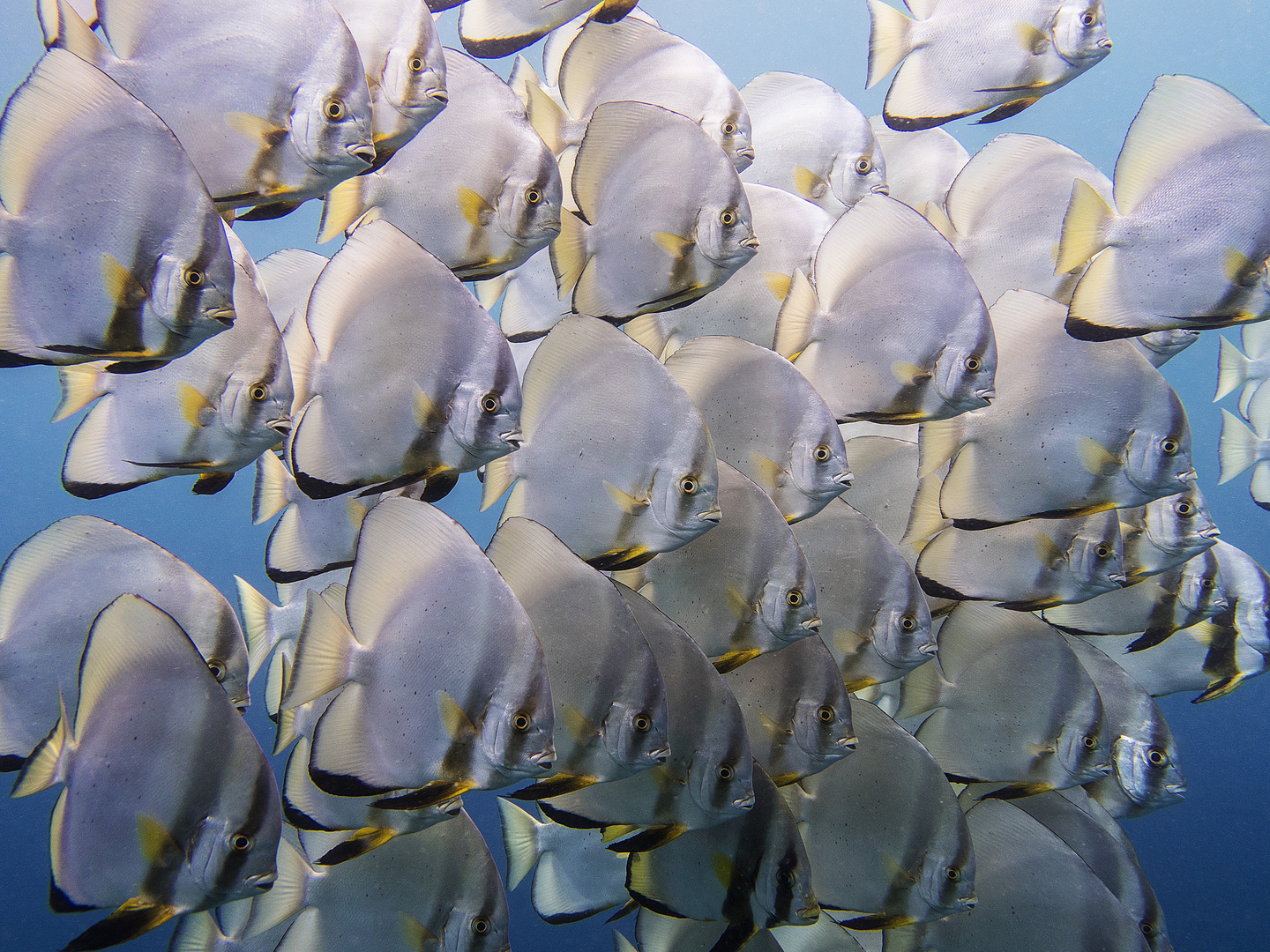 Batfishes in Cape Kri