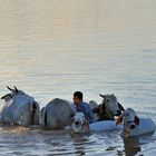 Bath in the Mekong