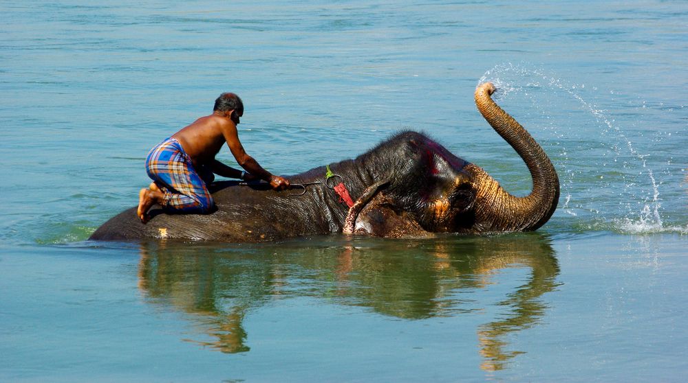 Bath of the elephant - panoramic