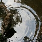 Bath time for 'Georgia'