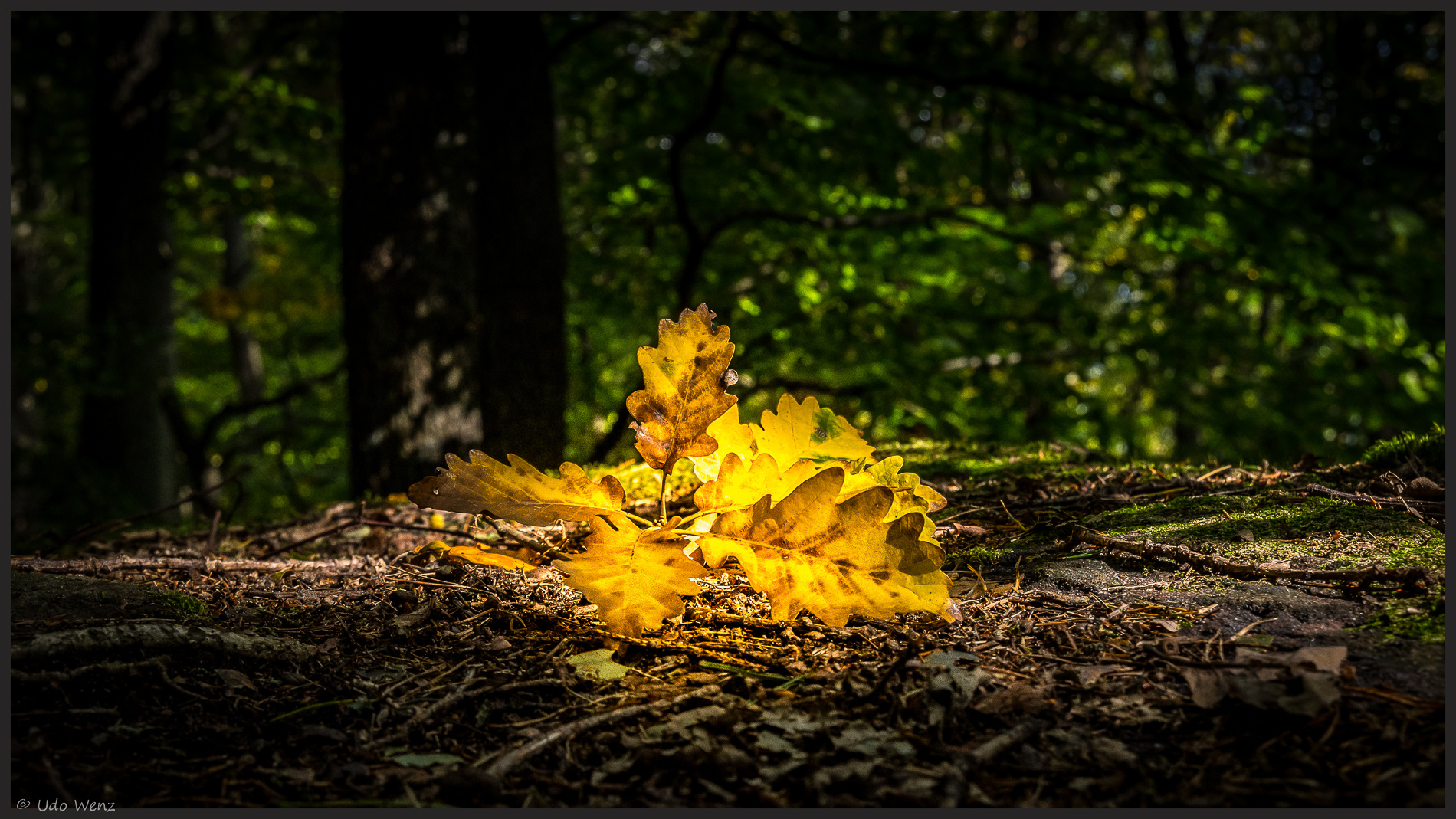 *bathed in golden light*