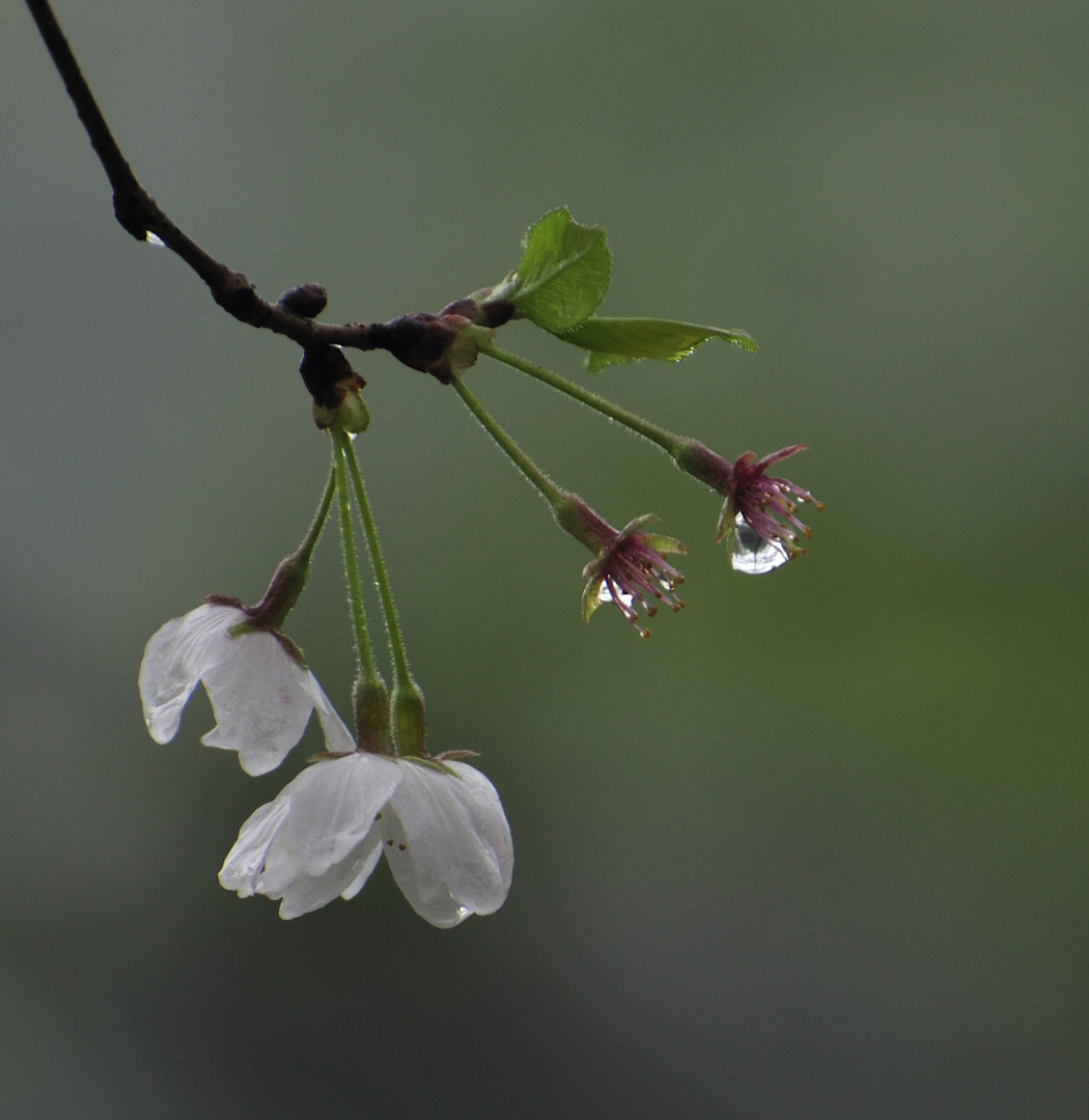 Bathed in Spring Rain