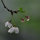 Bathed in Spring Rain