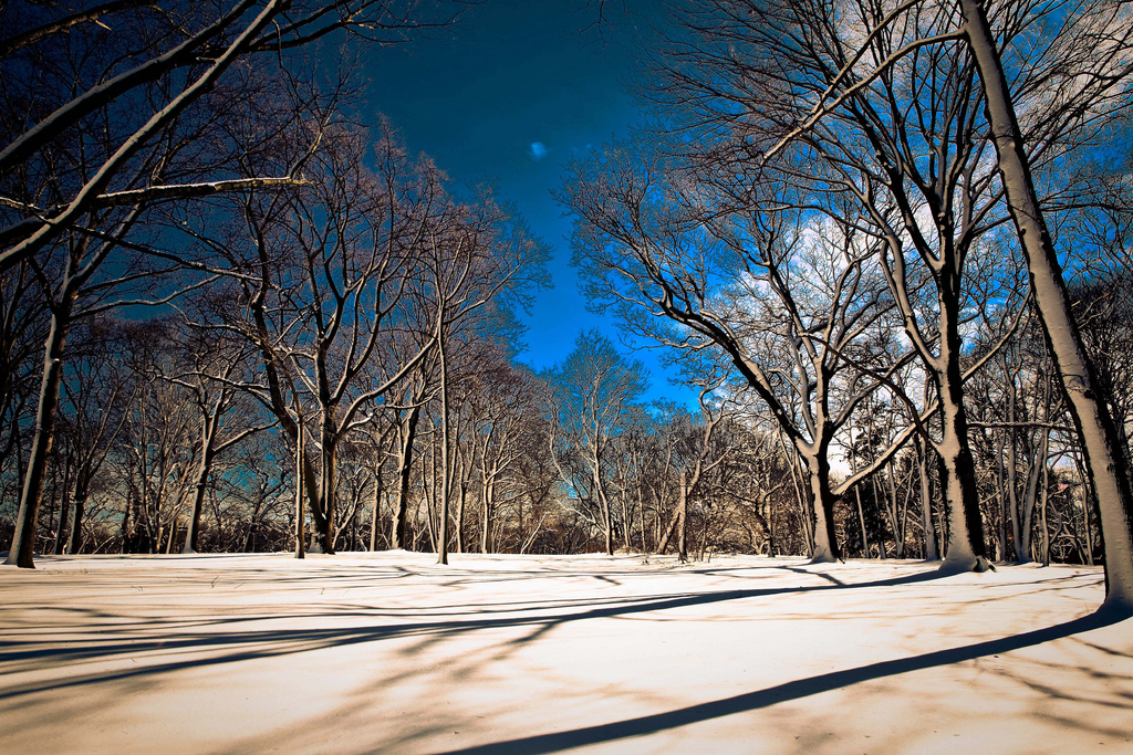 bathed in winter light