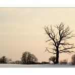 Bathed in Winter Light - Im Winterlicht gebadet